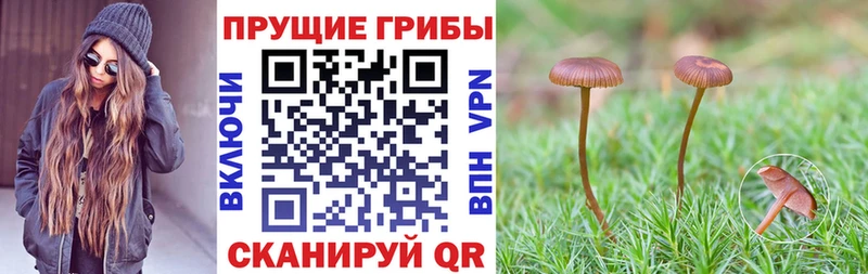 Псилоцибиновые грибы GOLDEN TEACHER  Краснодар 
